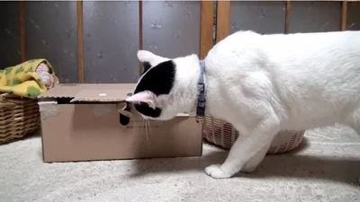 Нереальные коты борются за место в коробке