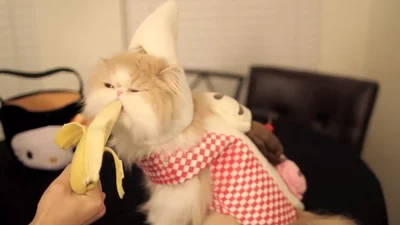 Смешной кот нереально наслаждается бананом