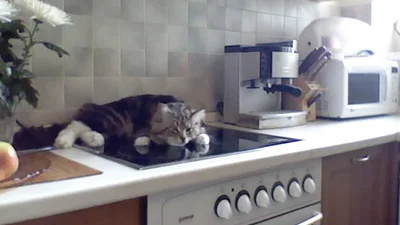 Удивительный кот не слазит с плиты