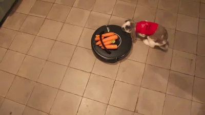 Милый кролик нереально борется за еду