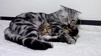Обнаружено самое милое в мире видео о котах