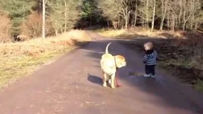 Маленький мальчик удивительно выгуливает собаку