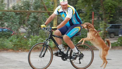 Собака нереально охраняет велосипед