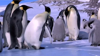 Подборка самых смешных падений пингвинов