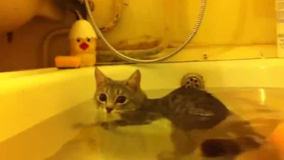 Смешной кот покоряет просторы ванной