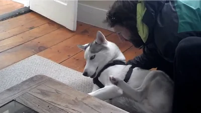 Невероятная собака научилась говорить «нет»