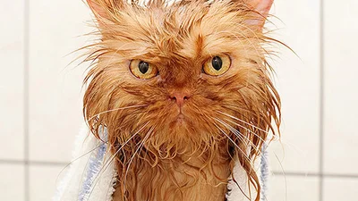 Смешные фотографии мокрых котов повеселили интернет