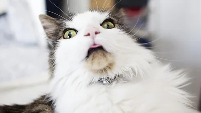Видео о поющем коте стало хитом интернета