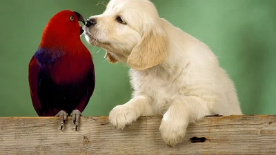 Очаровательные поцелуи животных в День святого Валентина