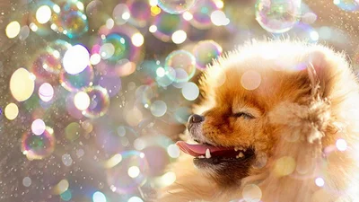 Собачка Флинт - самая фотогеничная собака в мире