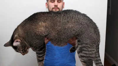 Огромний котик стал звездой интернета
