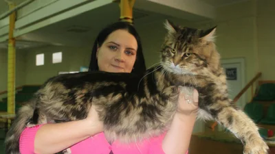 Шикарный кот мейн-кун и его хозяйка выиграли приз от Люкс ФМ