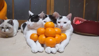 Смешные коты построили пирамиду из апельсинов