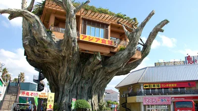 Чудеса мира: ресторан, который стоит на дереве