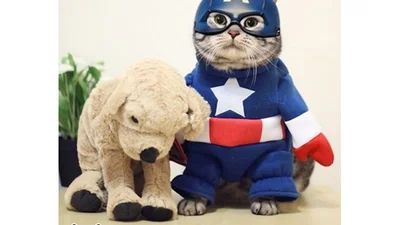 Милый котик порвал интернет костюмами супергероев