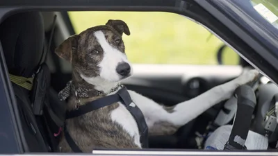 Самое неожиданное видео: собака угнала чужую машину