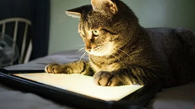 Появился удивительный браузер для котов