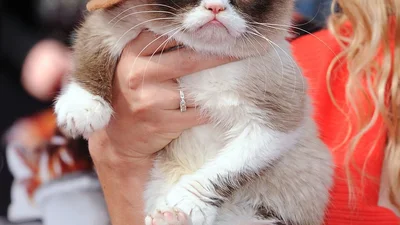 Беременная Мила Кунис и Grumpy Cat на красной дорожке MTV Movie Awards 2014