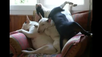 Видео дня: самые милые спящие собаки в мире