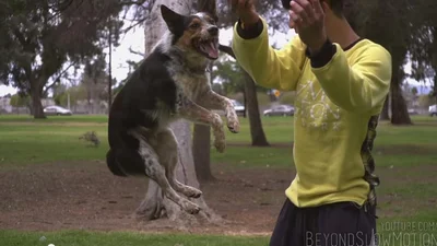 Собака-прыгун повеселила всех в замедленном видео