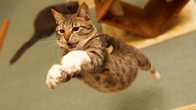 Обнаружен самый прыгучий кот в мире