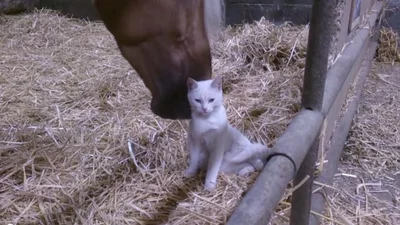 Удивительный белый котик влюбил в себя огромного коня