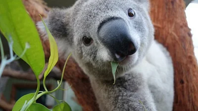 Смешное селфи коалы взорвало Интернет