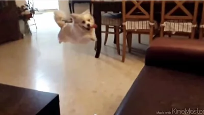 Удивительная собака научилась летать