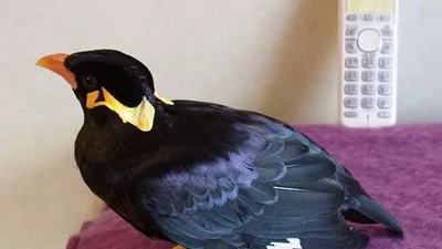 Нереальная птица научилась говорить на японском языке