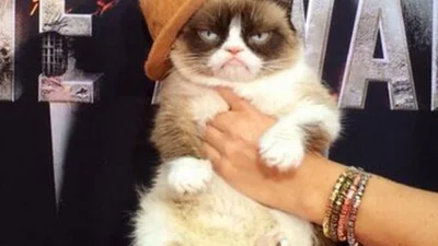Приключения Grumpy Cat на MTV Movie Awards 2014