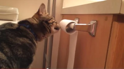 Кот стал профессиональным укладывателем туалетной бумаги