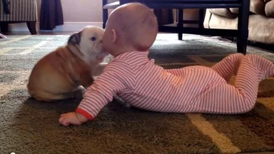 Крошечный бульдог невероятно целует младенца