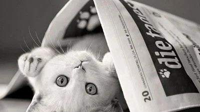 Смешные коты кидаются на газеты