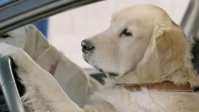 Реклама с собаками о мужчинах стала хитом интернет