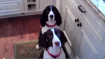 Собаки-близняшки нереально смешно выпрашивают еду