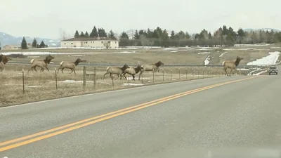 Удивительные олени массово переходят дорогу