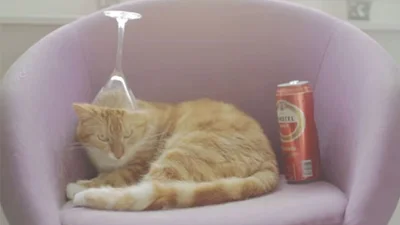 Самый пьяный кот в мире