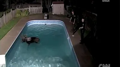 Лось смешно застрял в бассейне