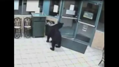 Медведь ворвался в ресторан в поисках еды