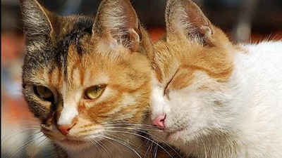 Пара милых котиков показывают свои чувства