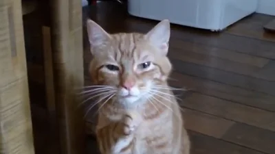 Милашка кот в шоке от своего чиханья