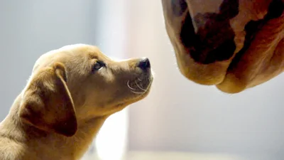 Самые милые собачки стали звездами рекламы