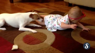 Супер-умная собака учит малышку ползать