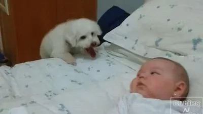 Милейший щенок обожает ребенка