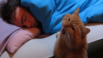 Милые коты работают будильниками