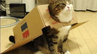Смех, да и только: коты в коробках