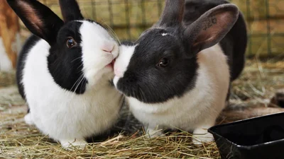Поцелуй меня: животные, которые умеют целоваться