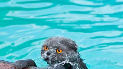 Поплаваем: Смешные коты в воде