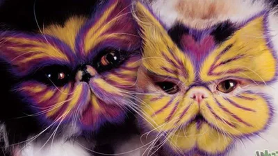 Странная мода на разукрашенных котов порвала интернет