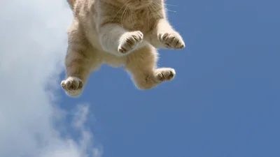 Прикол дня: летающие коты